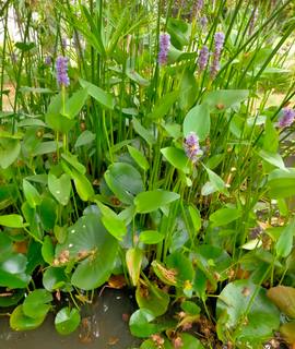 Jardinage plantes de bassin