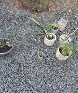 Jardinage plantes à donner