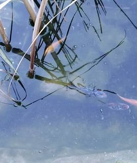 Jardinage poissons de bassin