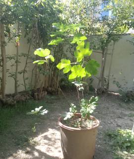 Jardinage figuier en pot