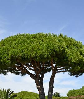 Jardinage bois chauffage