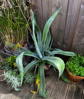 Jardinage plante extérieure