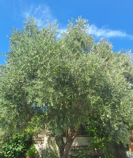 Jardinage d'olives