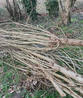 Jardinage petits bois