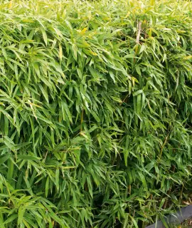 Jardinage roseaux en grande quantité