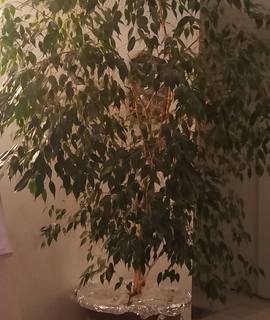 Jardinage ficus