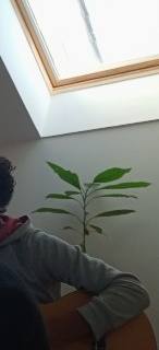 Jardinage avocatier 1m80