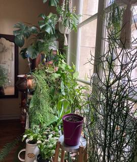 Jardinage plantes d’intérieur dont certaines ont un problème de cochenilles. À surve