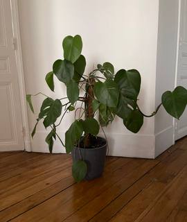 Jardinage plante Monstera