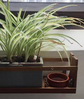 Jardinage "bouquet" de chlorophytum. environ 8 pieds + 1 bébé