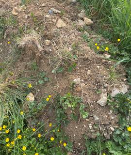 Jardinage de terre gratuite