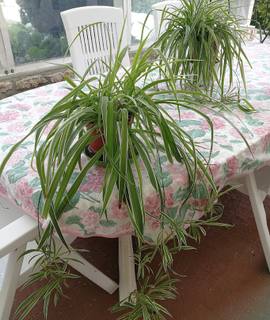 Jardinage 2 plantes vertes
