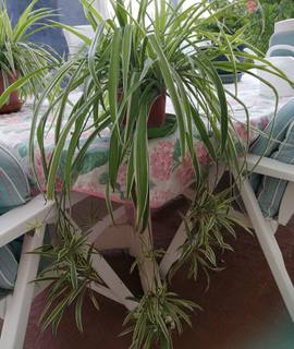 Jardinage chlorophytum