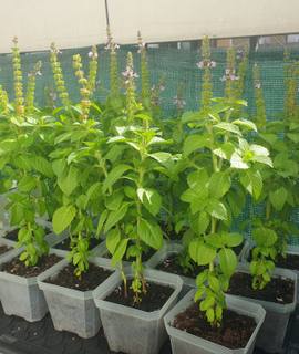 Jardinage basilic sacré, tulsi