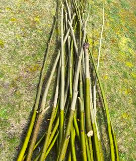 Jardinage 23 Perches de Saule