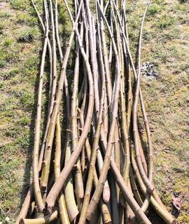 Jardinage perches de Saule