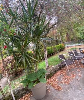 Jardinage plante d’intérieur 2 m