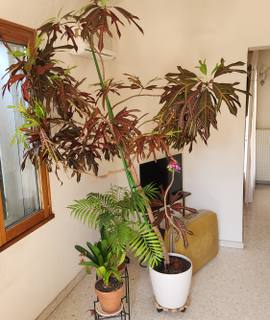 Jardinage cause déménagement, magnifique croton hauteur 2m70
