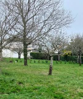 Jardinage arbres sur pieds dont 1 chene