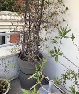 Jardinage glycine, Bambou et Chèvrefeuille