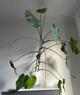 Jardinage plante avec pot