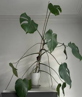 Jardinage plante avec pot