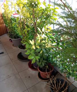 Jardinage des plantes de Jardin gratuitement